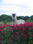 Fjord Half Diamond Luton
